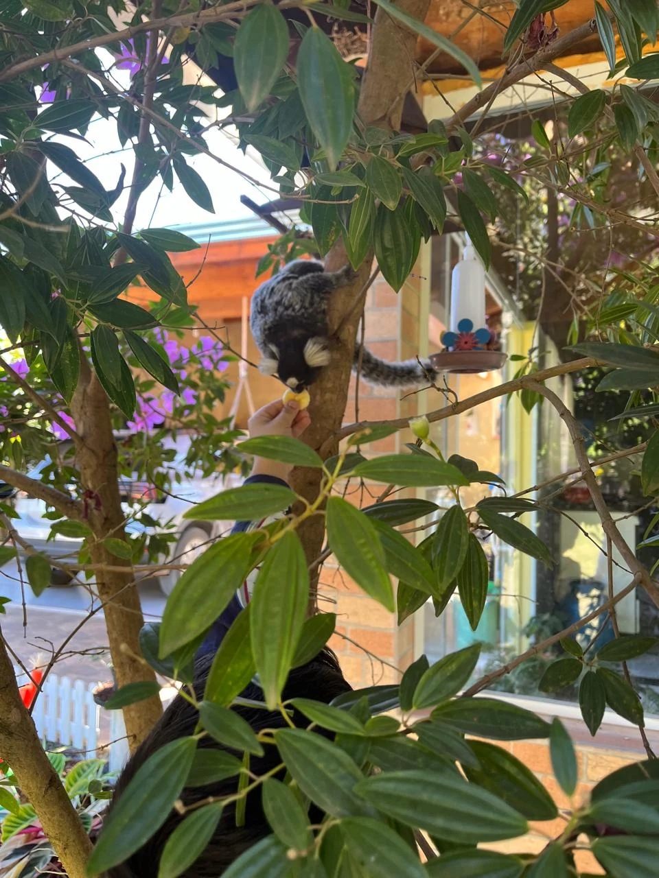 Registro de um pequeno primata entre os galhos e folhas do jardim